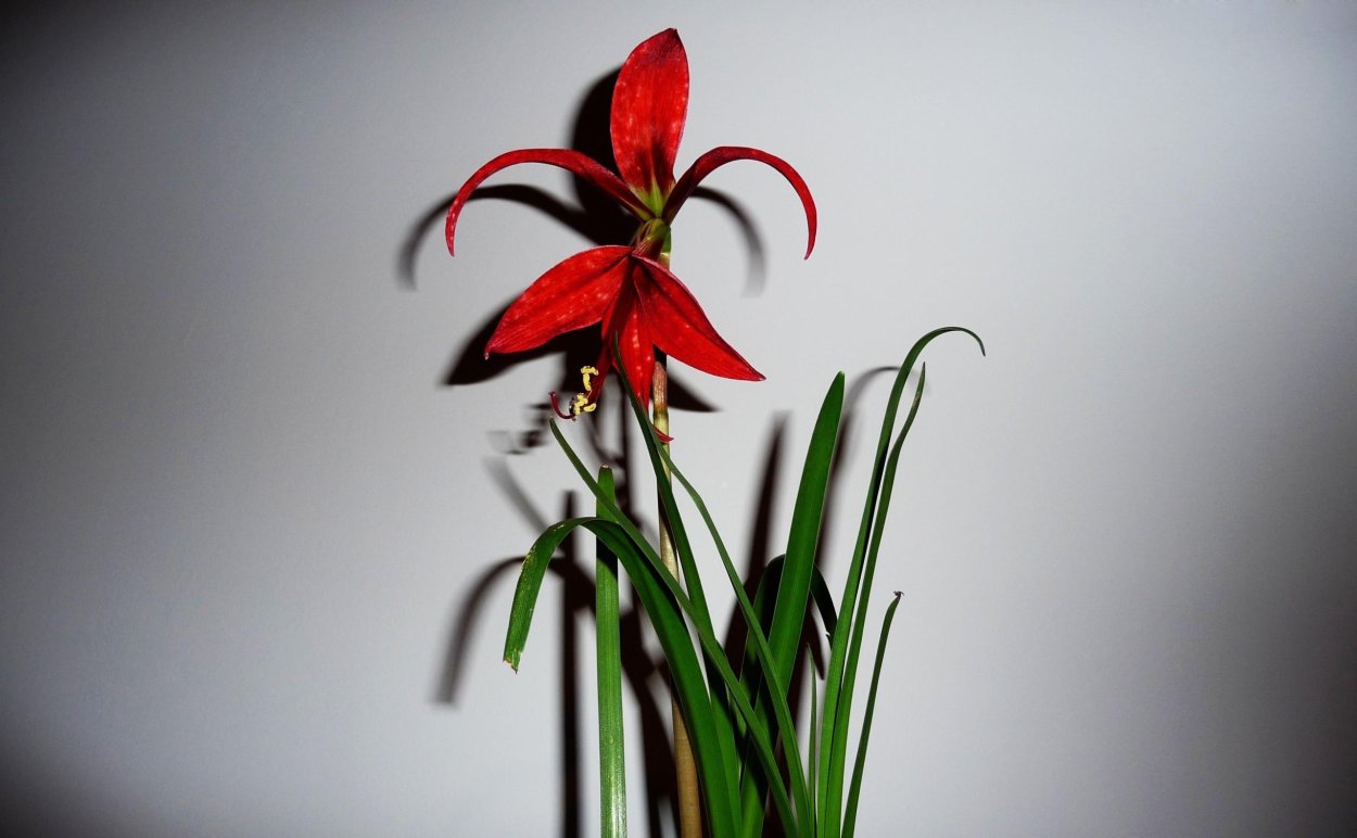 Цветок стрела с красными цветами