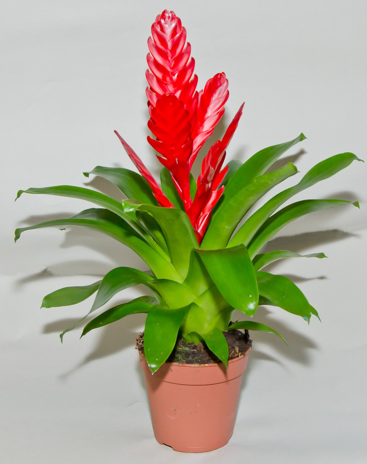 Вриезия цветок