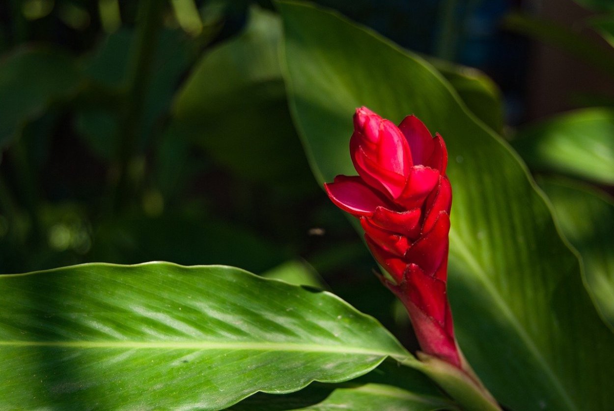 Тайские красные цветы