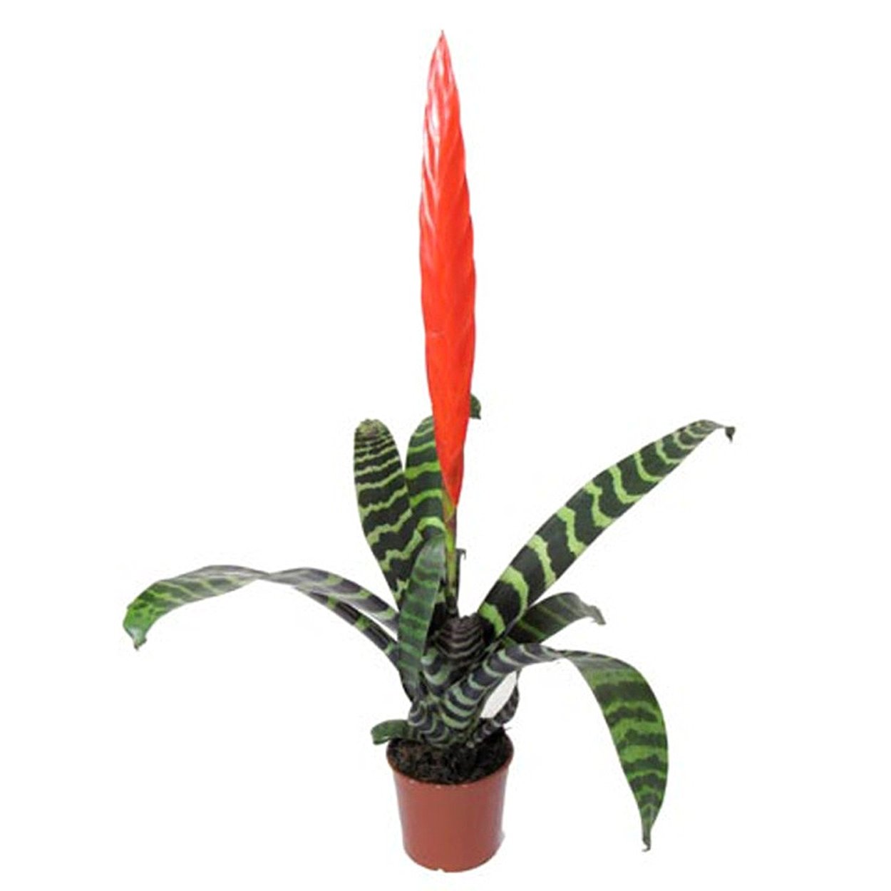 Вриезия спленриет