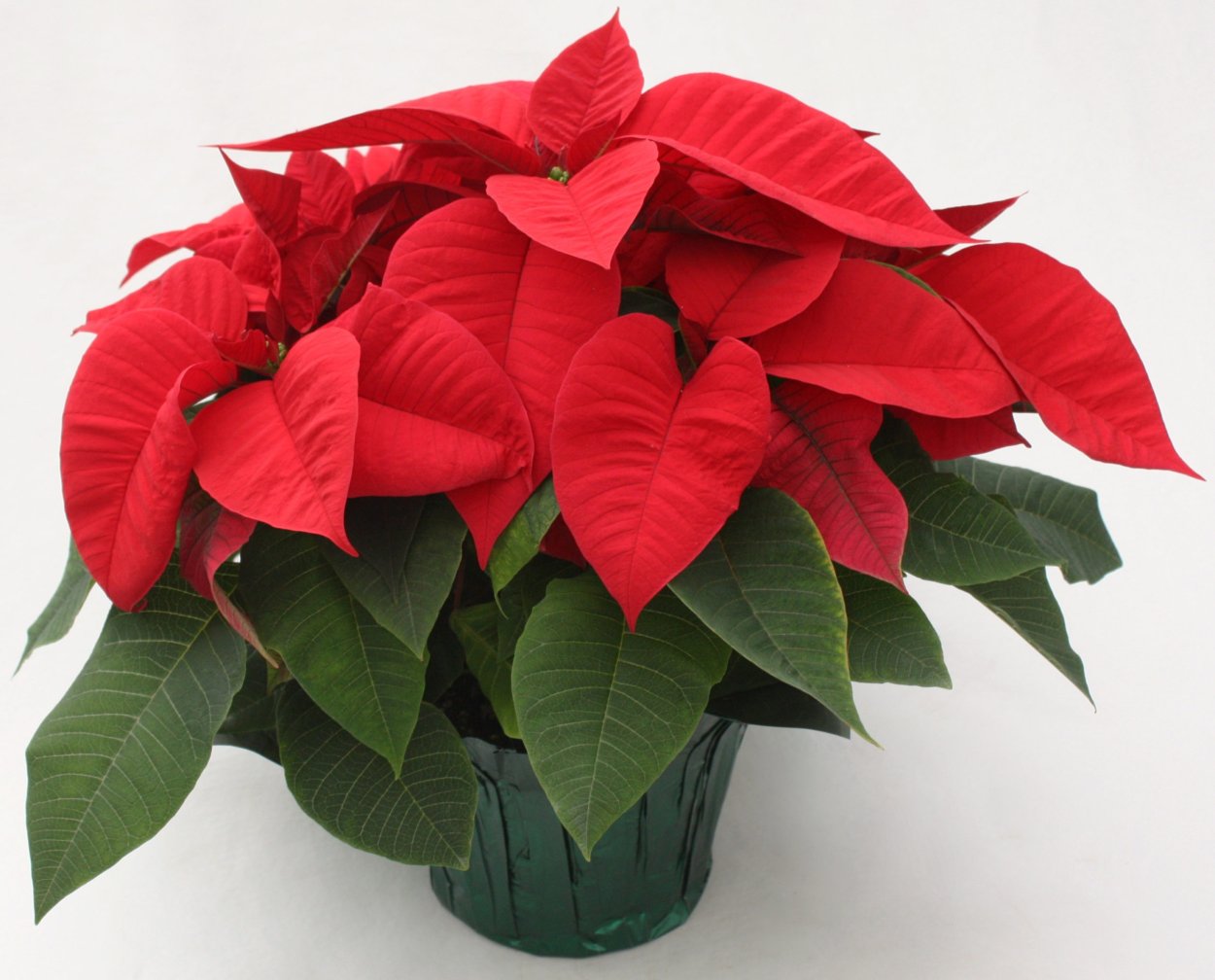 Пуансеттия премиум ред