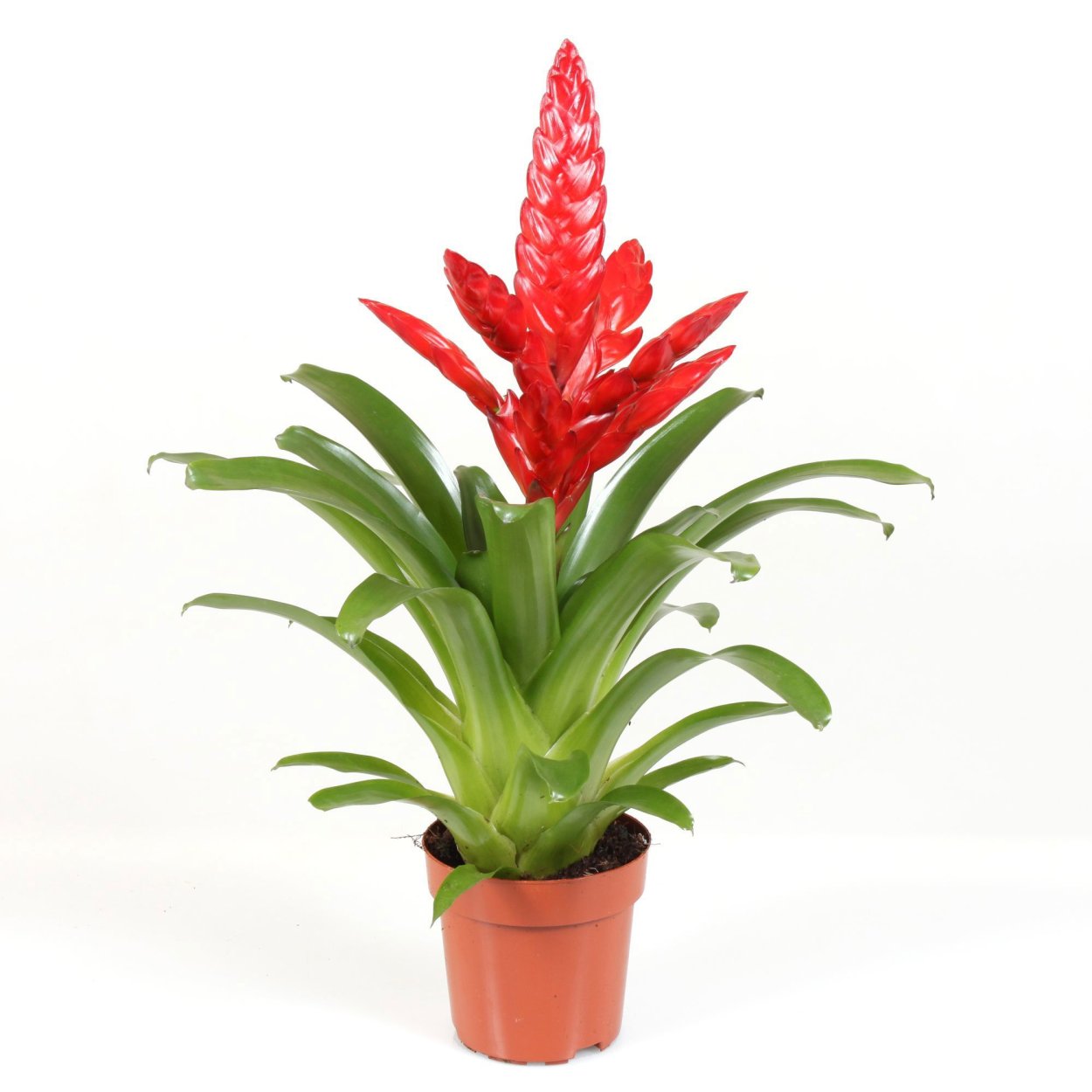 Вриезия Сандерса