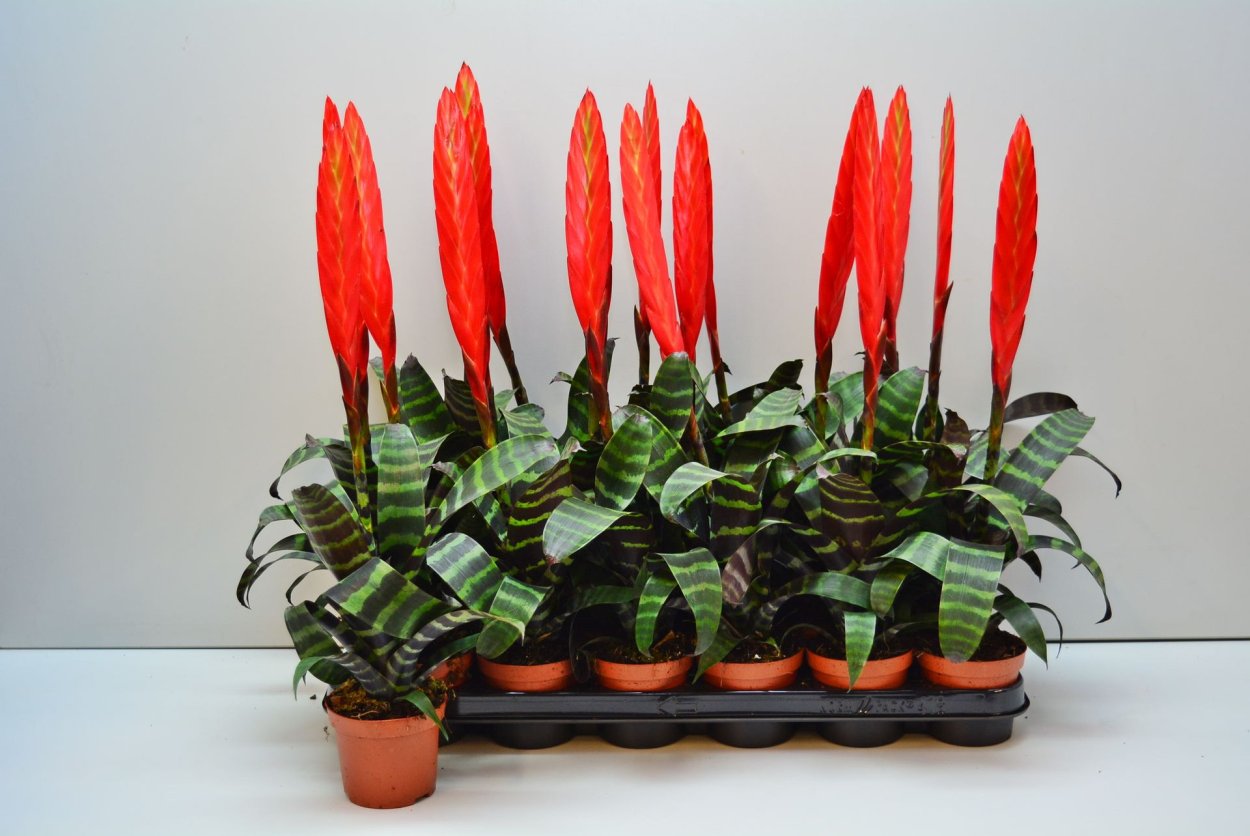 Вриезия Splenriet