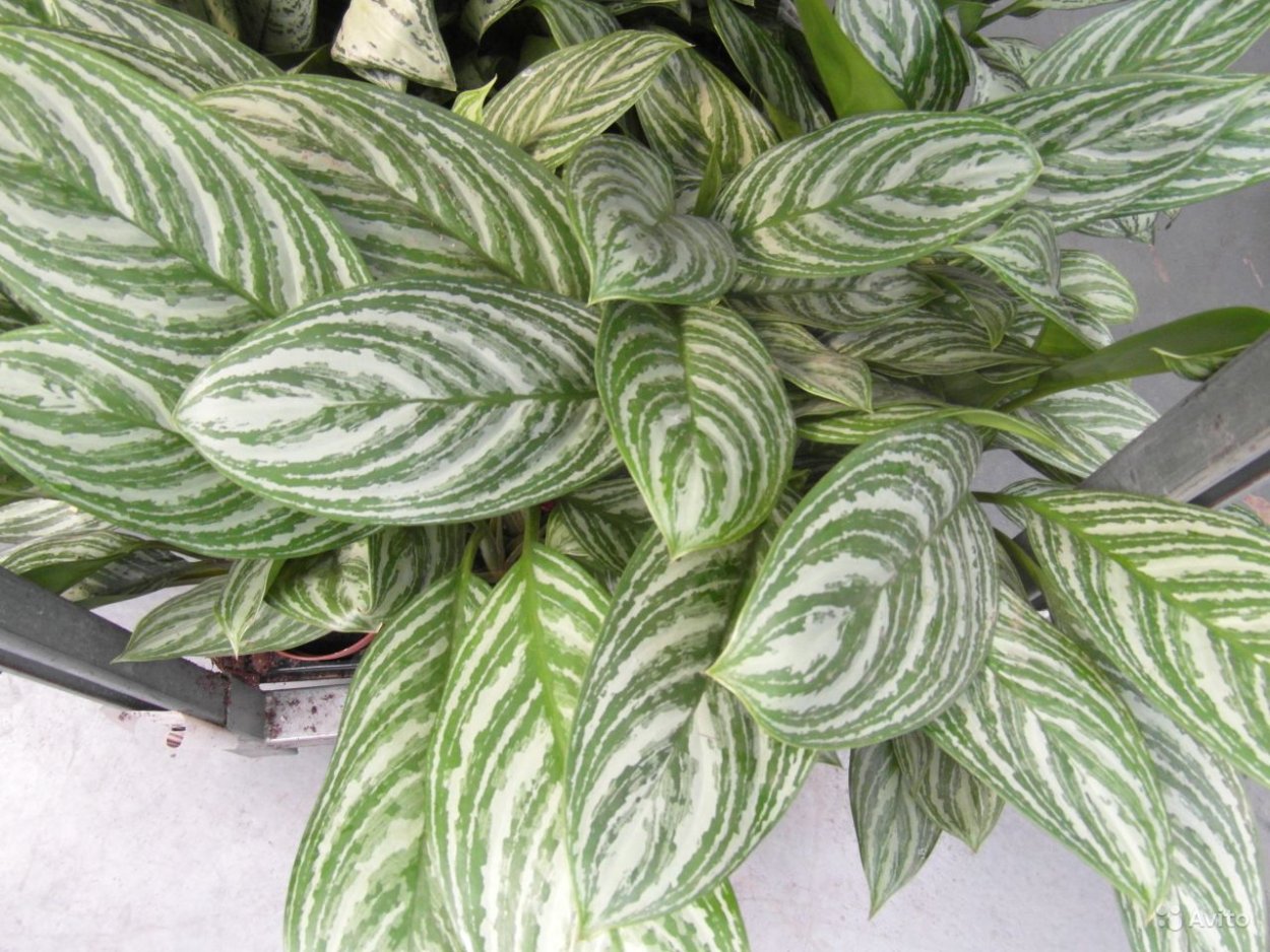 Зелёная полосатая Анлаонема