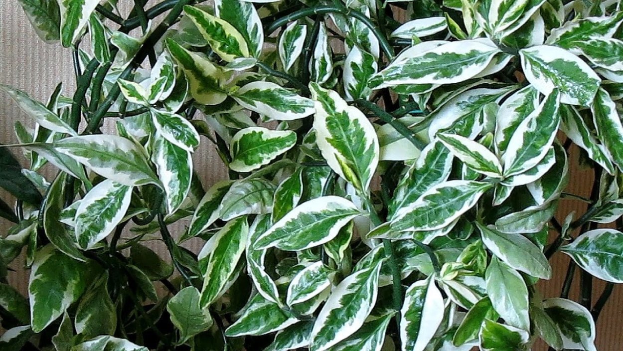 Калатея Уайт Фьюжн