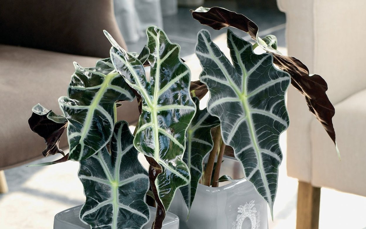 Калатея пинстрайп