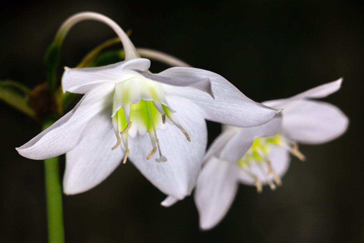 Эухарис, Амазонская Лилия (Eucharis)