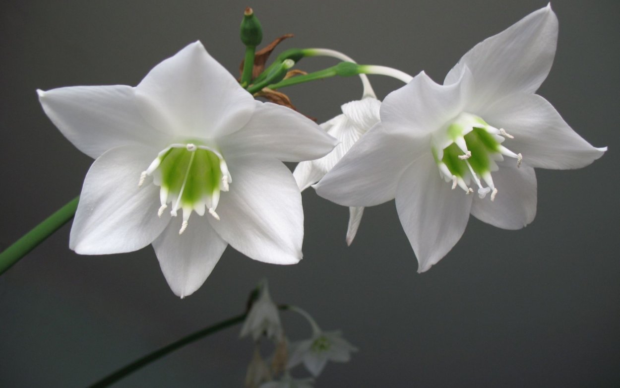 Эухарис grandiflora