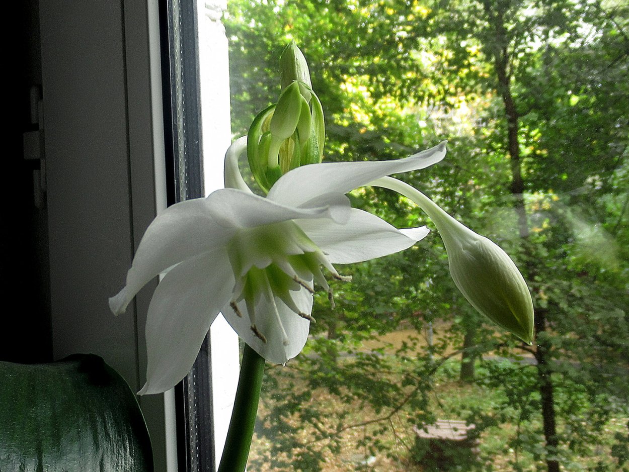 Лилия (Амазонская Лилия эухарис)
