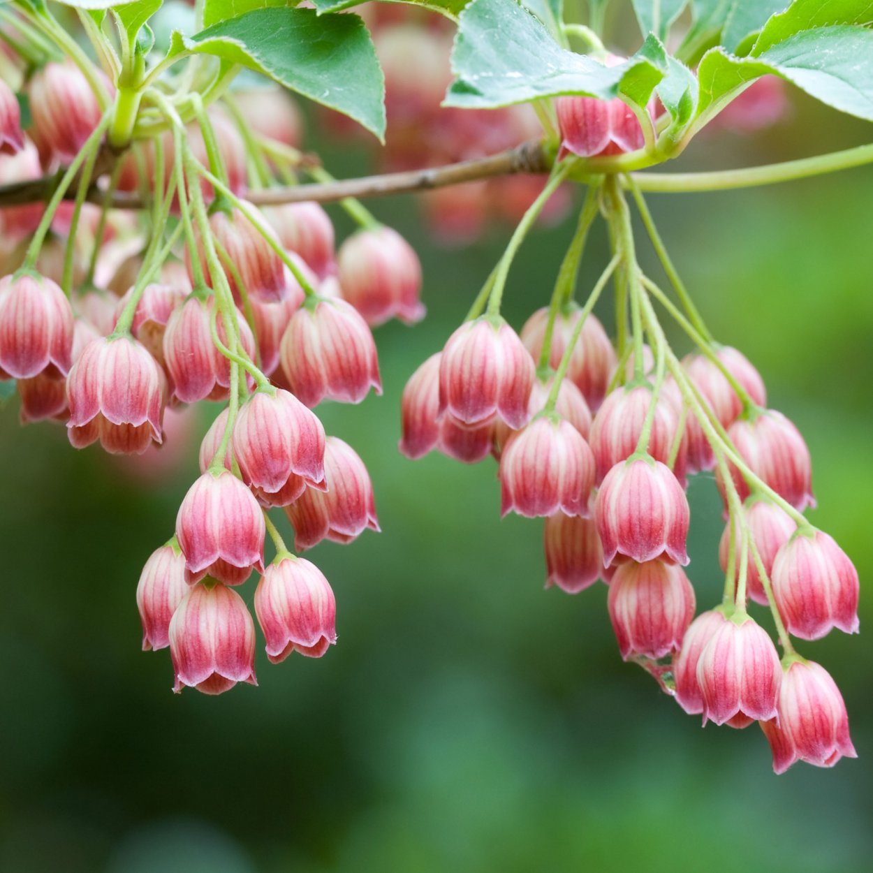 Ландышевое дерево семена