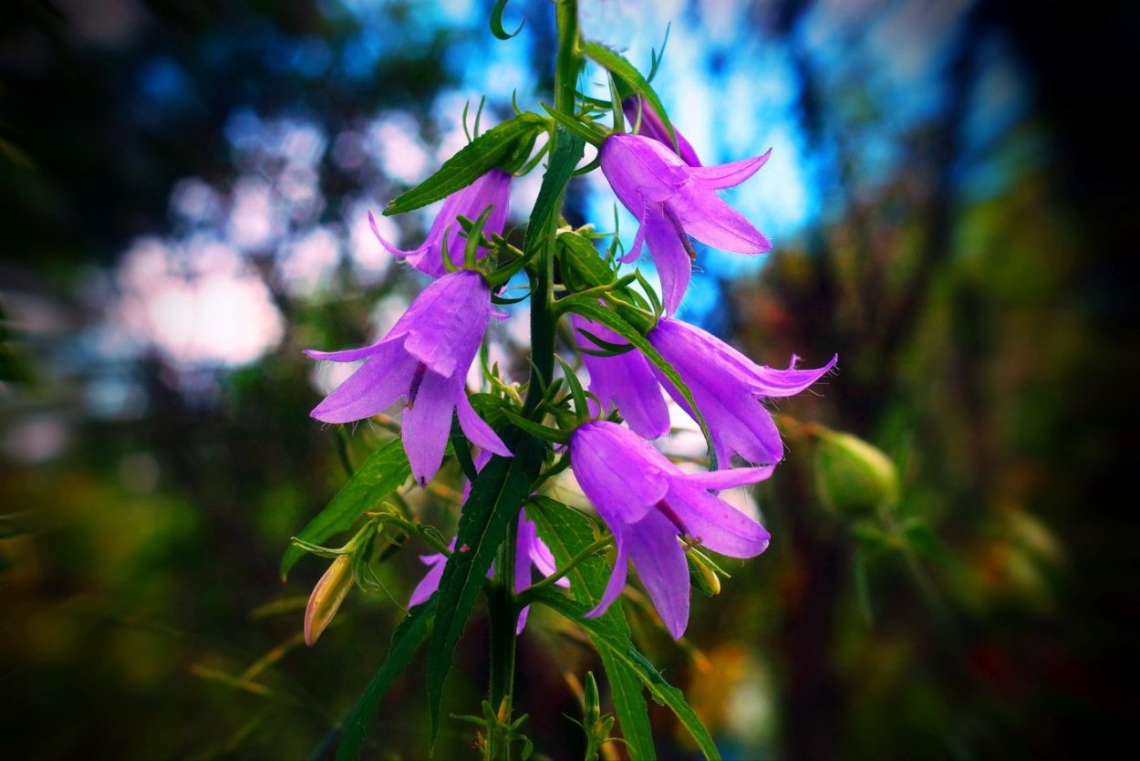 Колокольчик Безенгийский