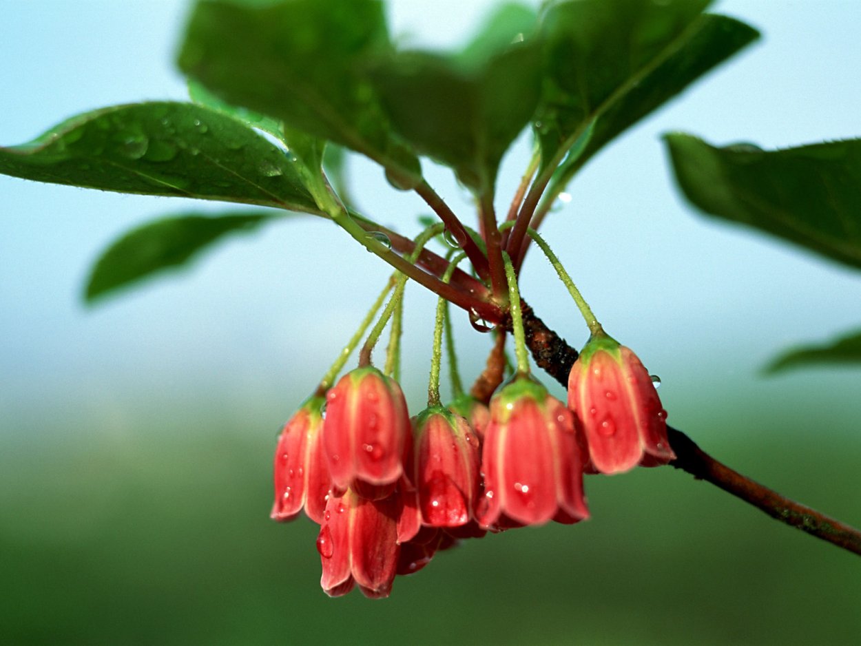 Экзотические цветы