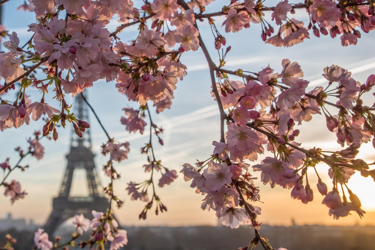 Глициния 4к