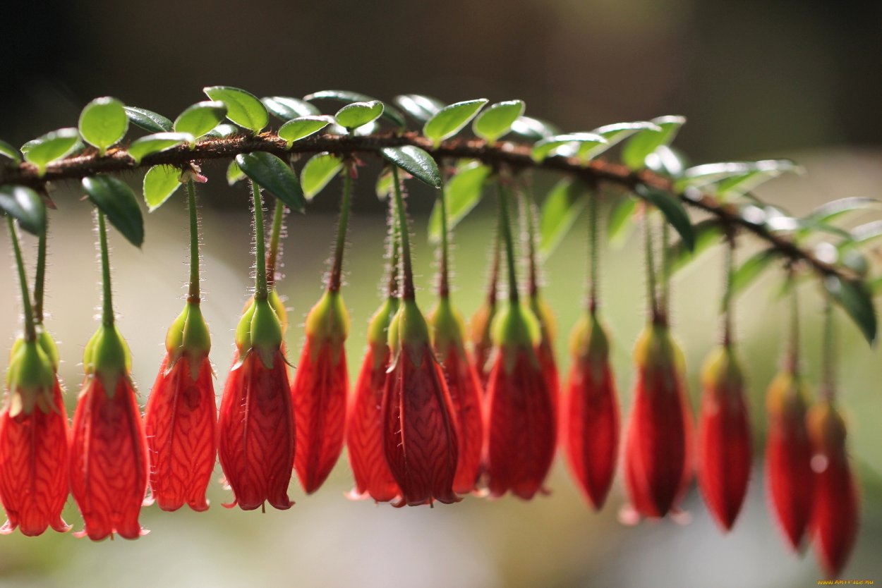 Сад Кавати Фудзи Япония