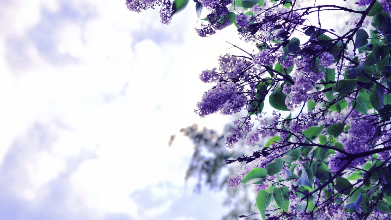 Сейба пятитычинковая