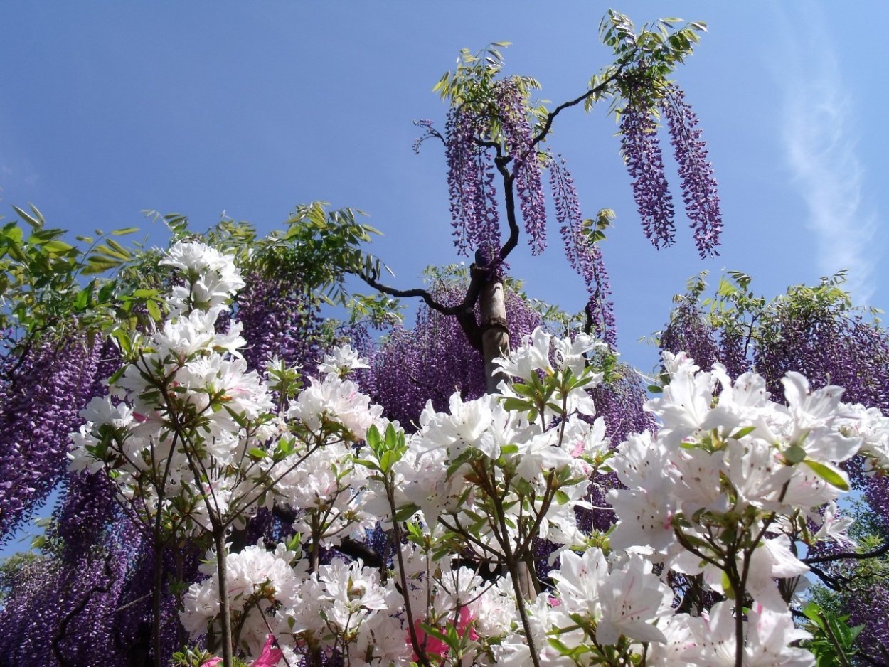 Цветущий Сьон, Швейцария