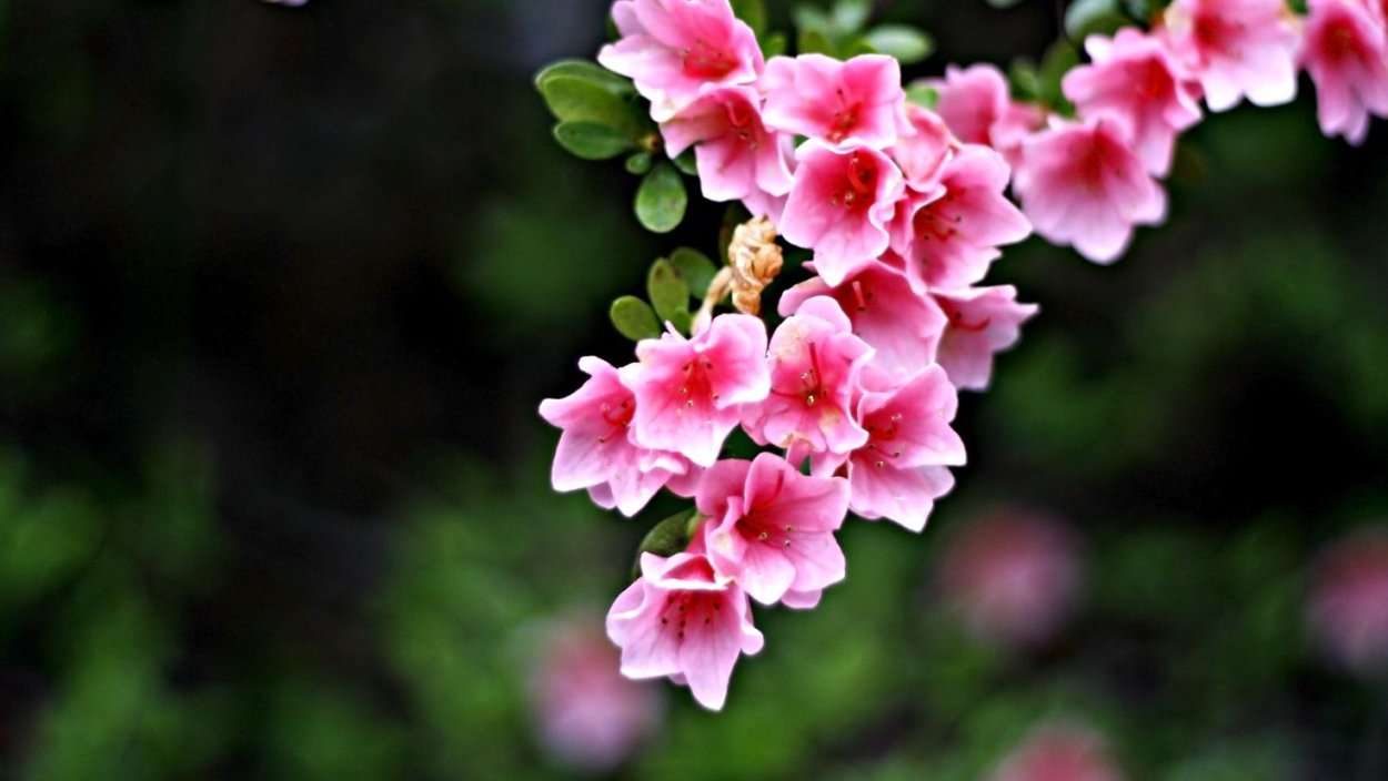 Звенит от ветра