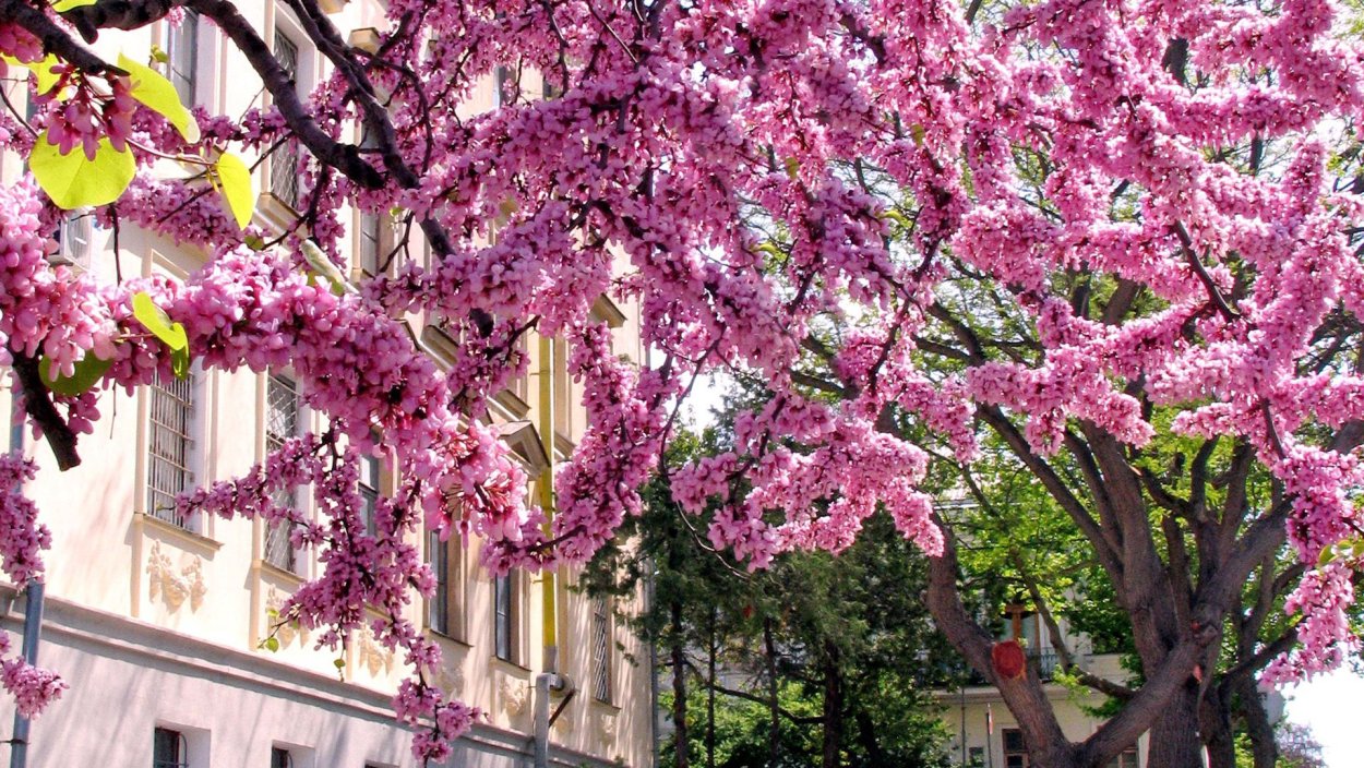 Весна сирень