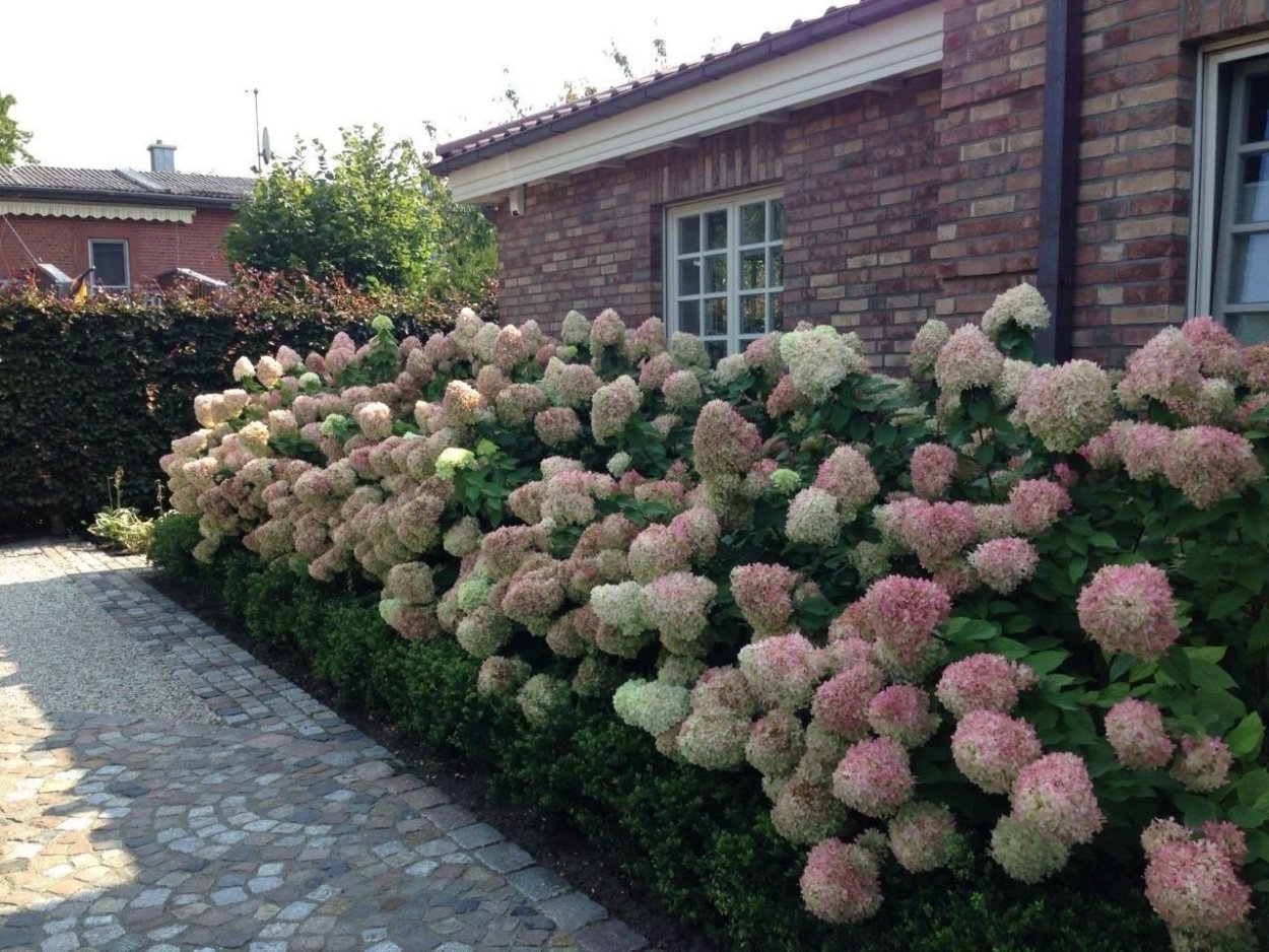 Гортензия Лаймлайт Живая изгородь