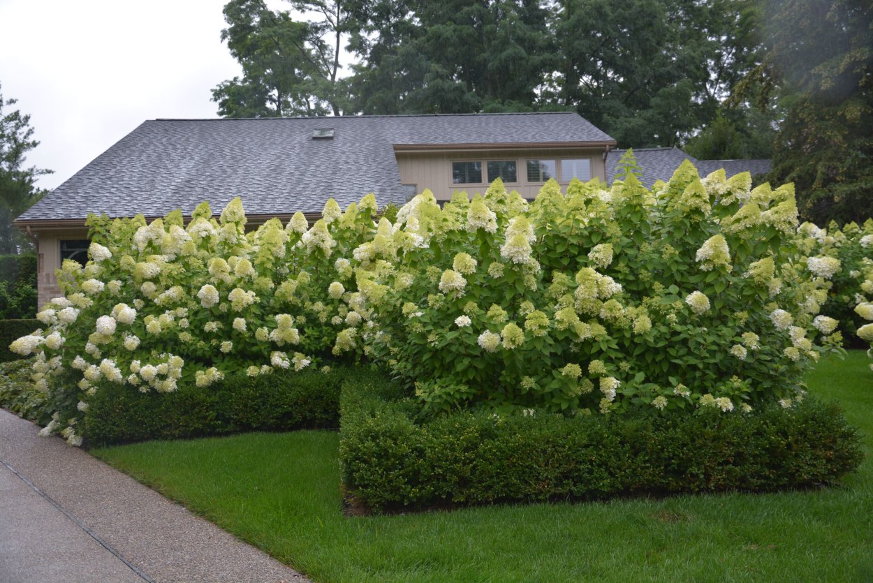 Гортензия Лаймлайт изгородь