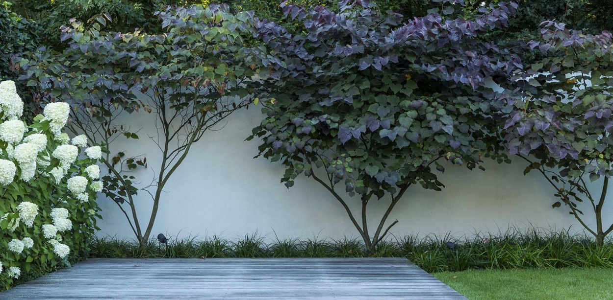 Живая игрородь и метельчатой гортензии и туи