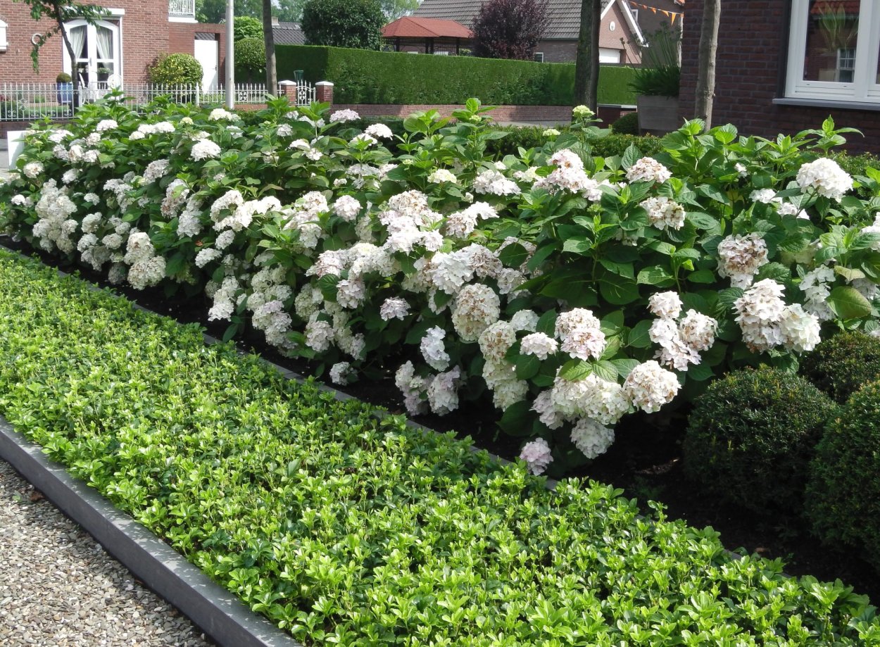 Гортензия Лаймлайт изгородь