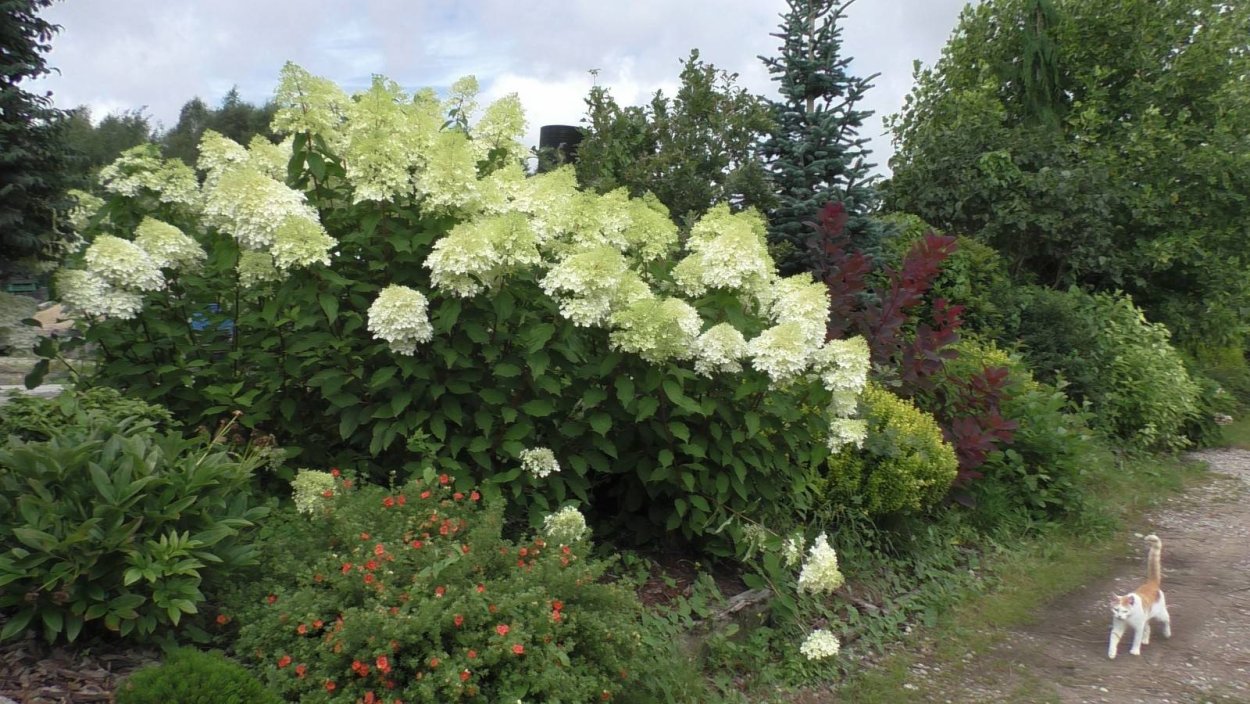 Гортензия метельчатая миксборд