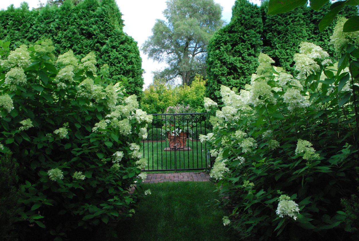 Гортензия Анабель Живая изгородь