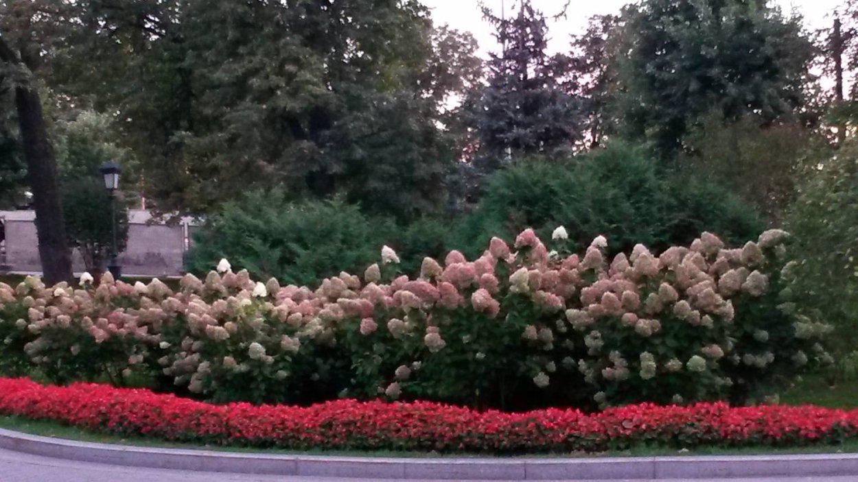 Гортензия Фантом изгороди