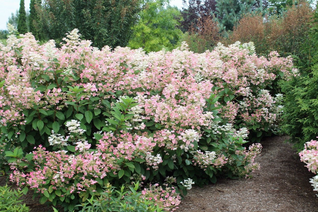 Hydrangea paniculata early Harry