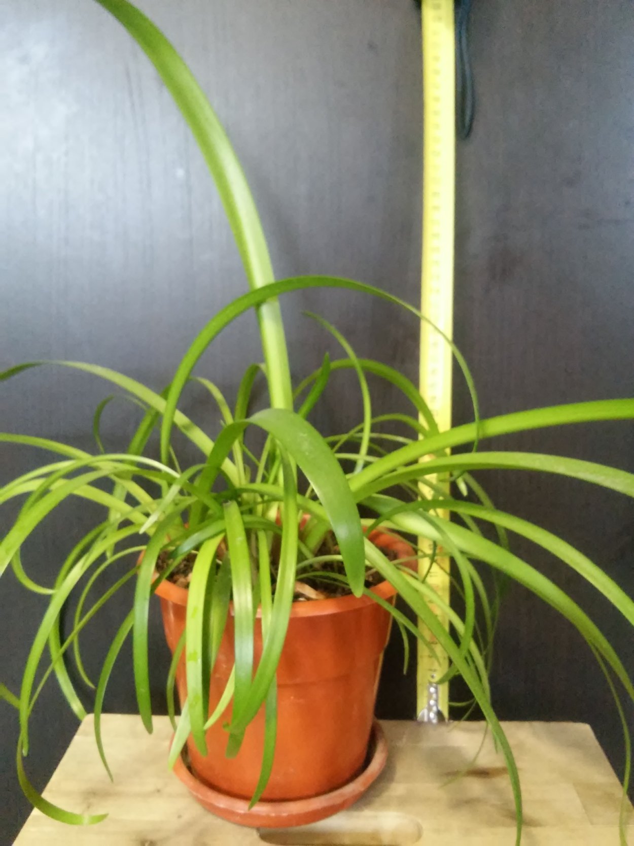 Панданус луковичный