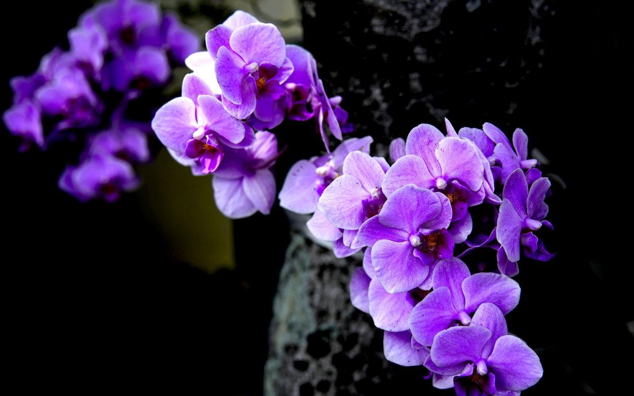 Орхидея Phalaenopsis Purple Dust