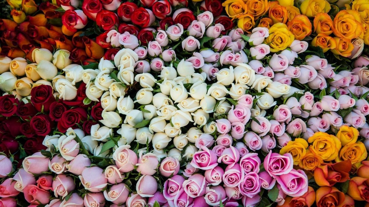 Пионы букет Эстетика