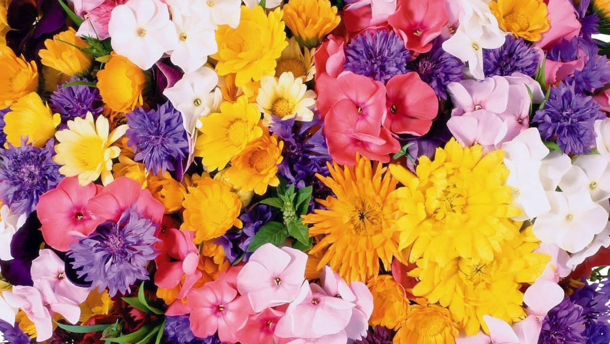 Розы разных цветов