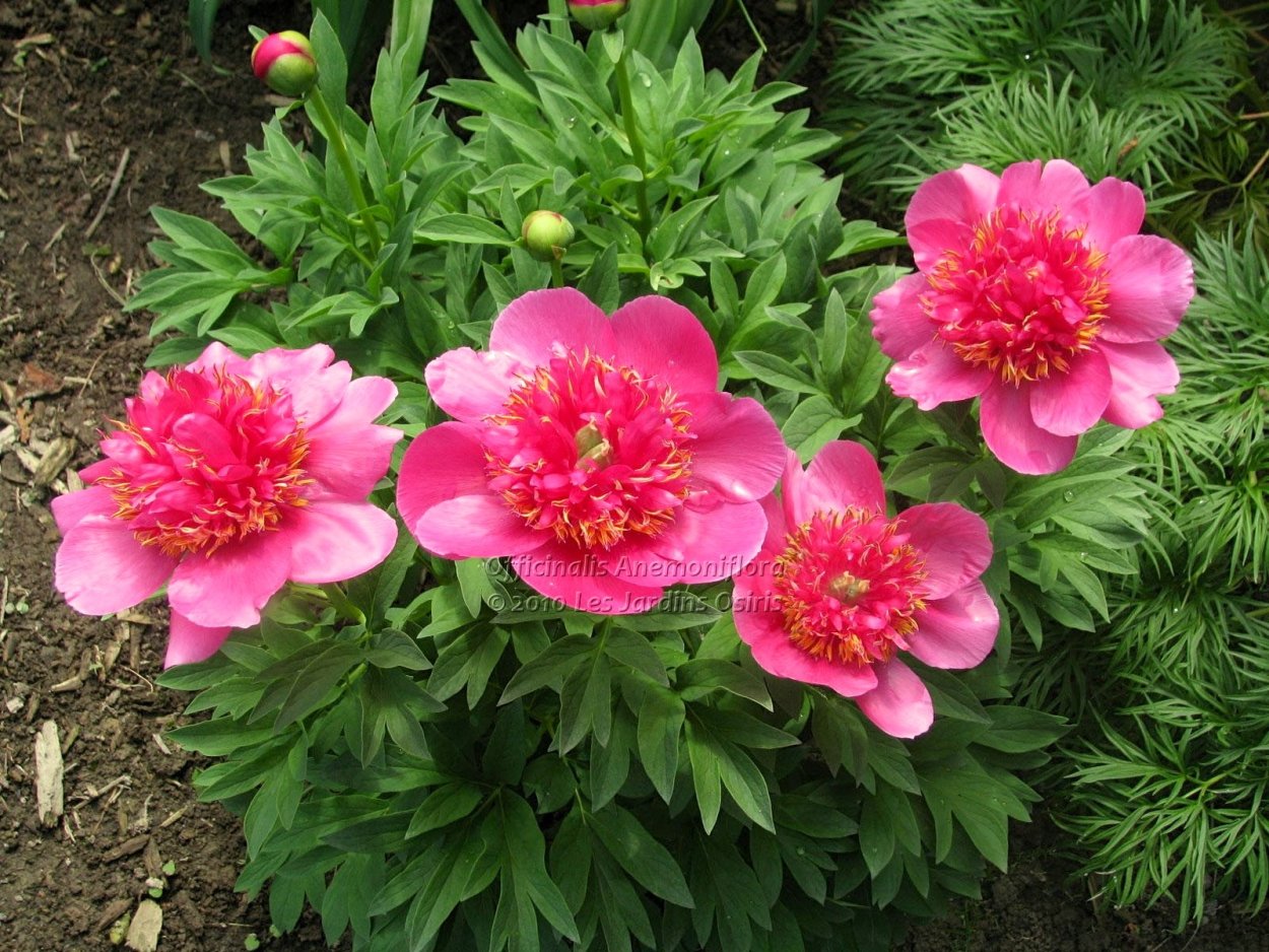 Paeonia officinalis