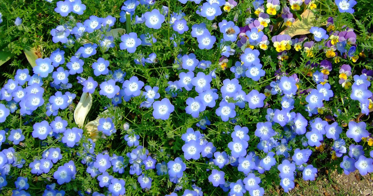 Почвопокровная немофила