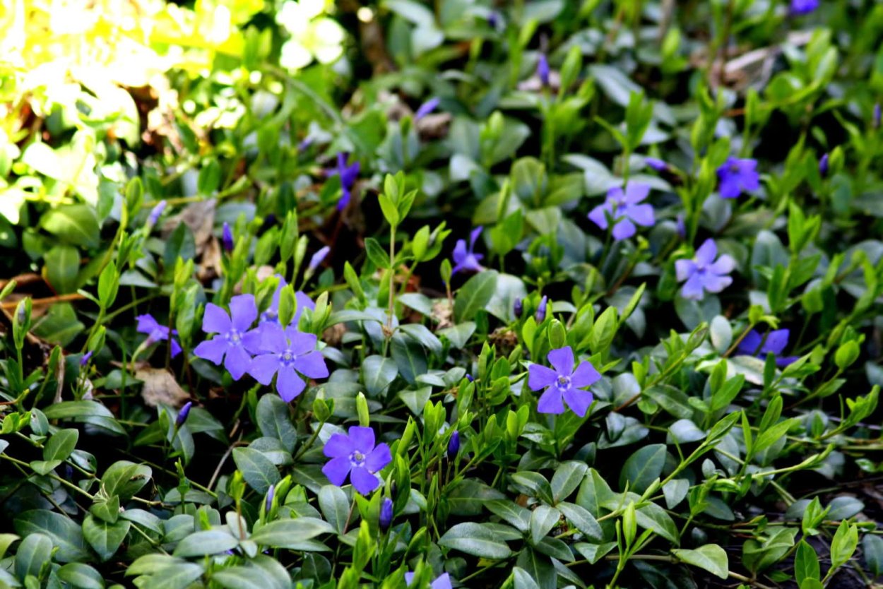 Барвинок малый Ауреомаргината