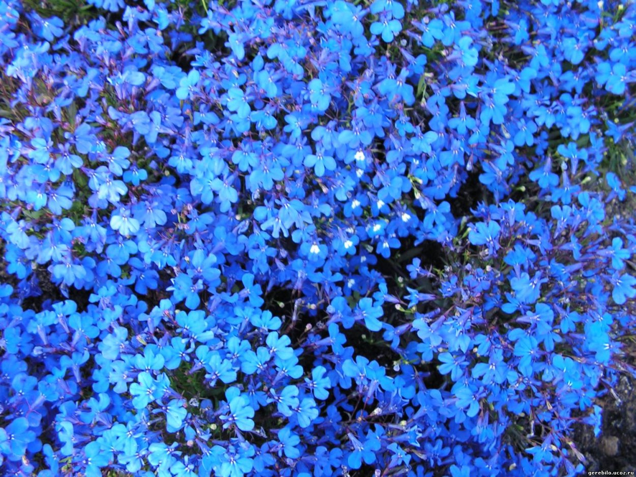 Букет голубые Барвинок