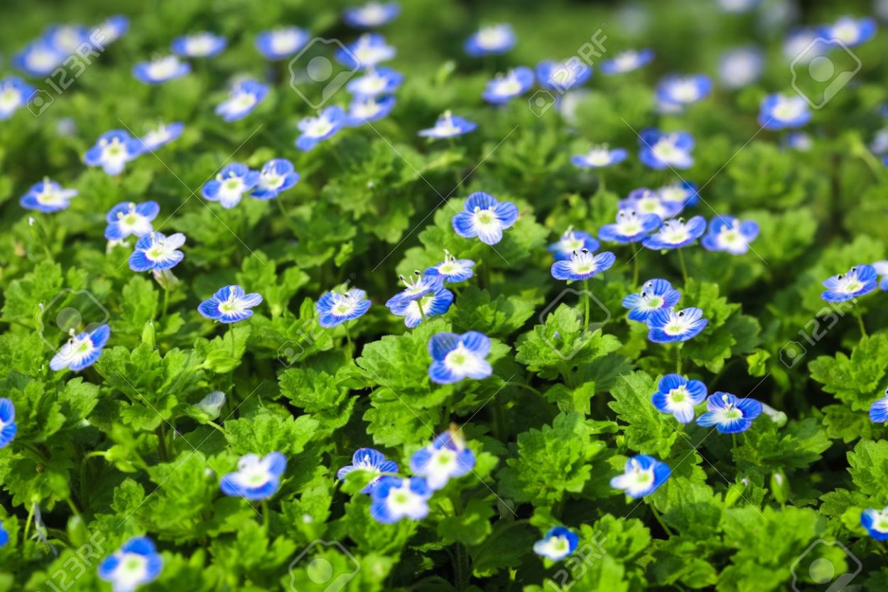 Трава с мелкими голубыми цветочками