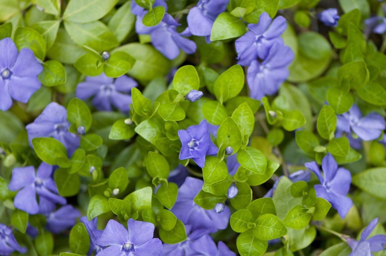 Вечнозеленый цветок с голубыми цветами