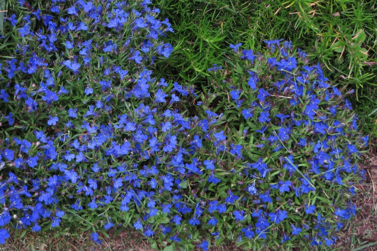 Лобелия почвопокровная