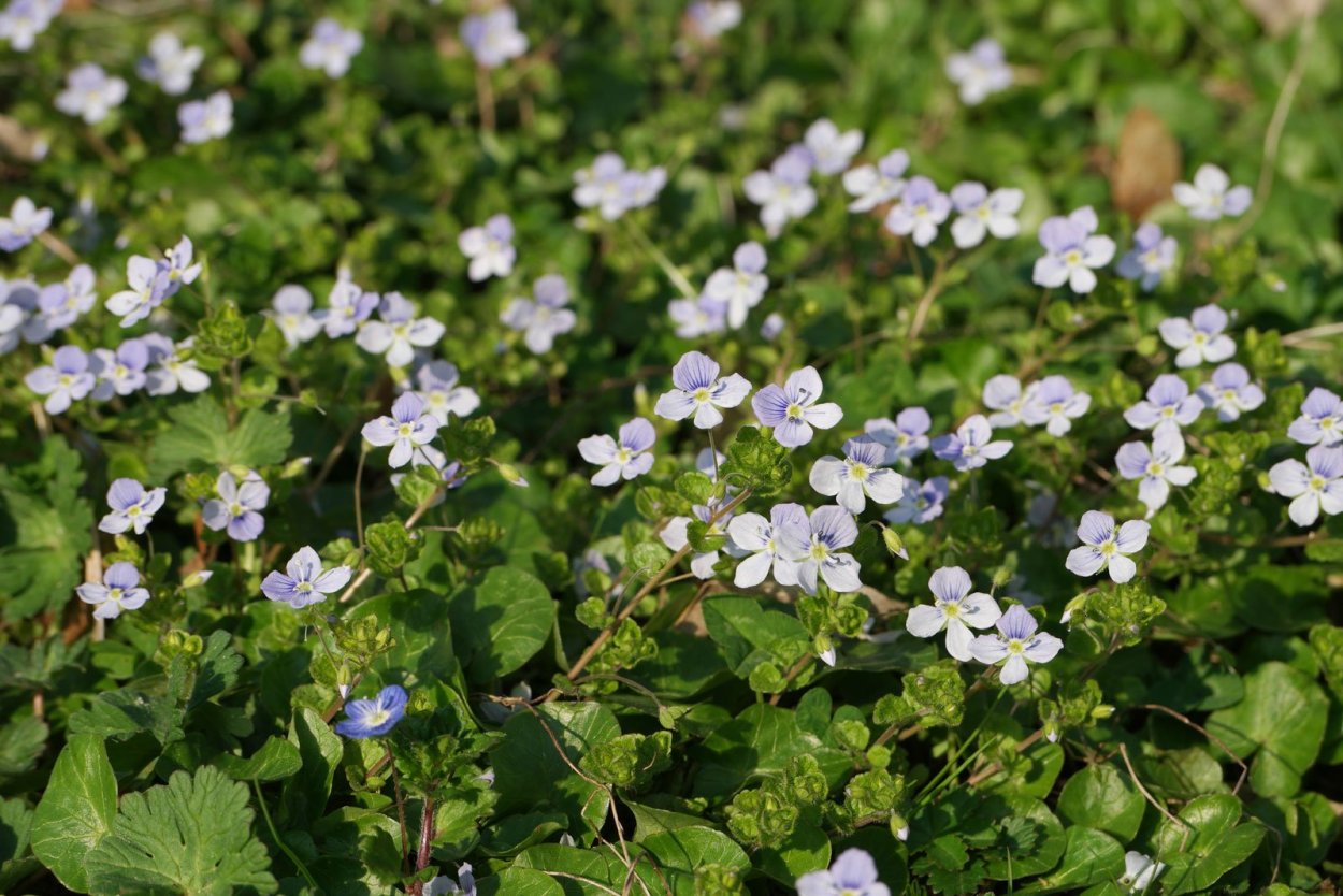 Вероника Филиформис