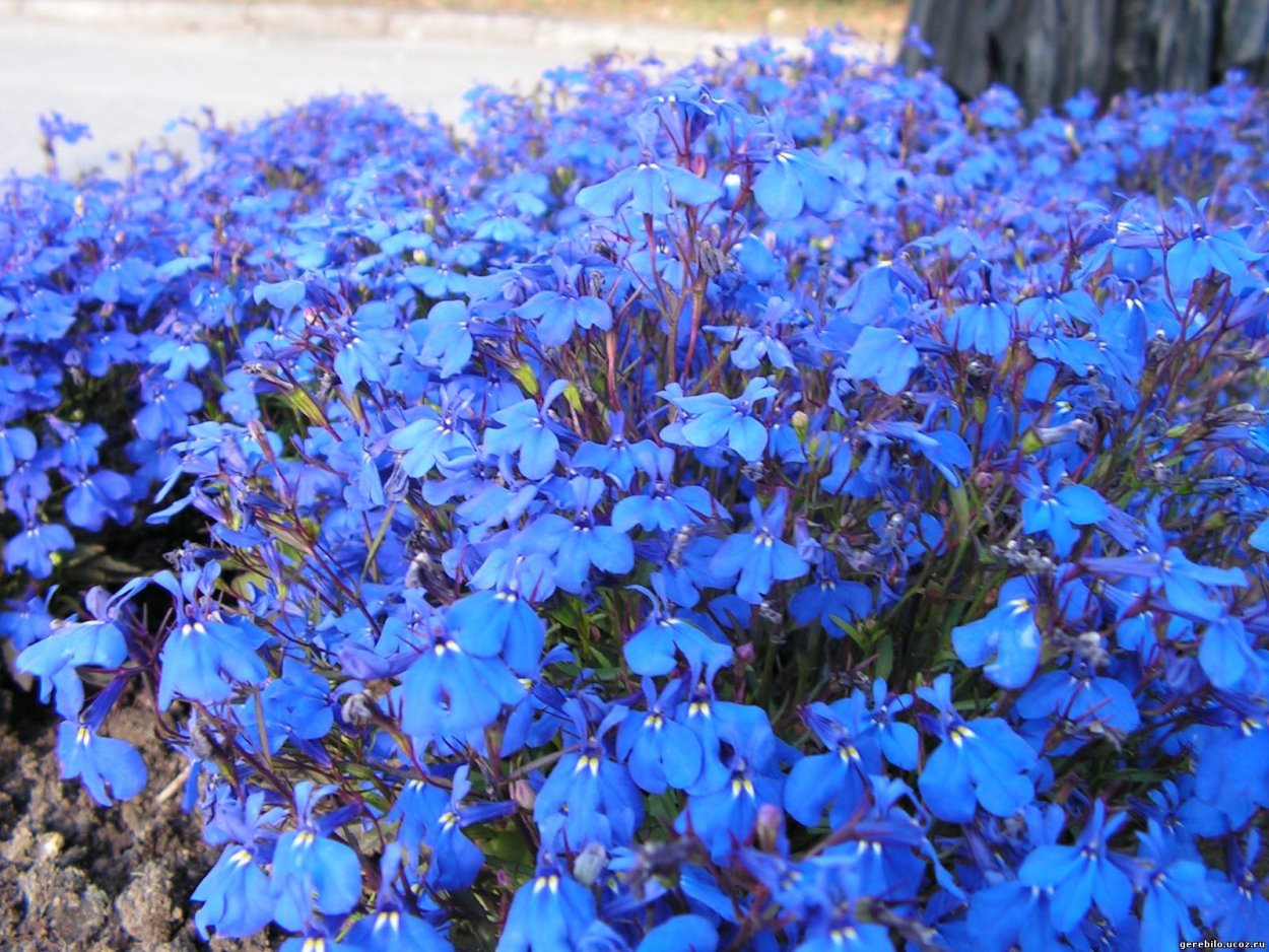 Лобелия почвопокровная