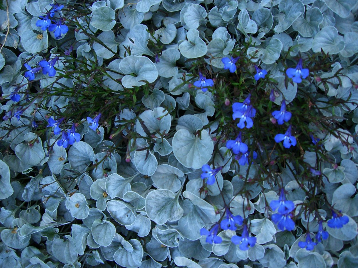 Дихондра и лобелия