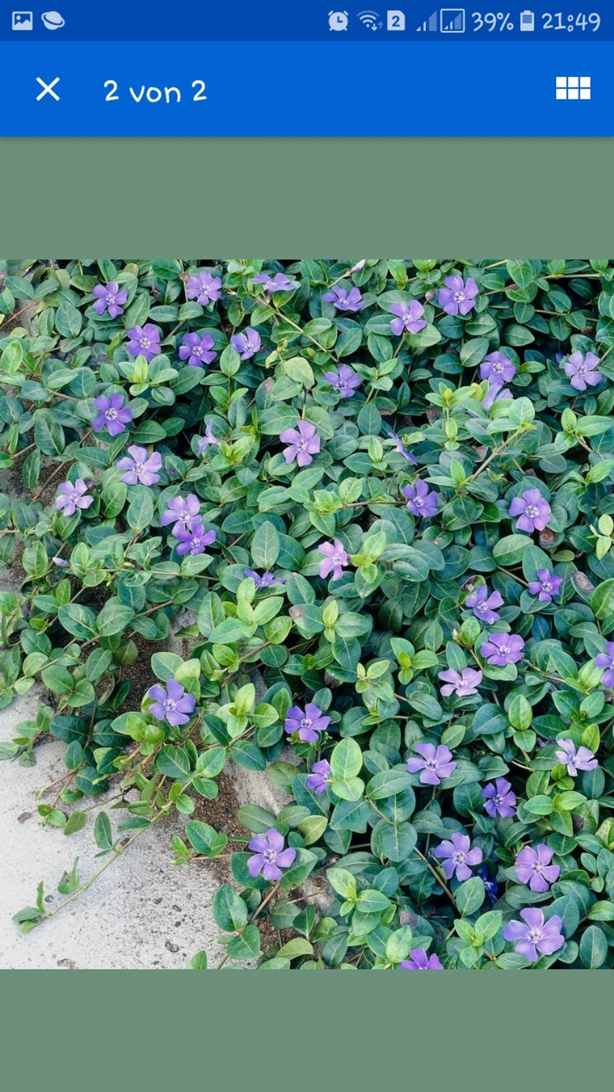 Барвинок почвопокровный