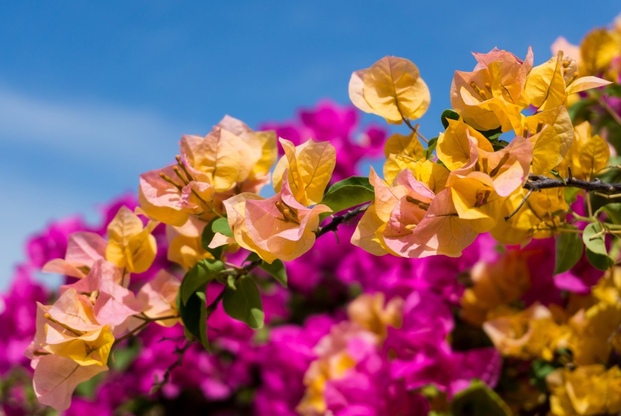 Роза бугенвиллия