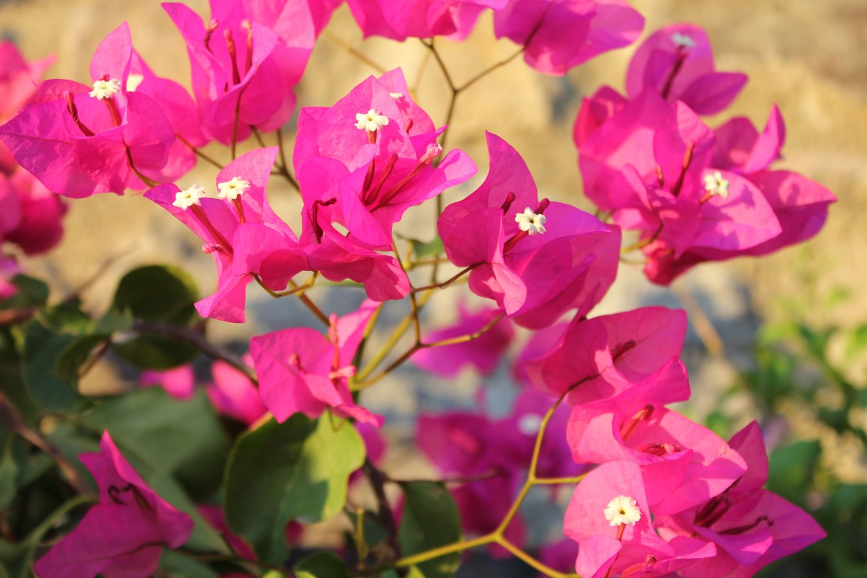 Бугенвиллия San Diego Red variegata