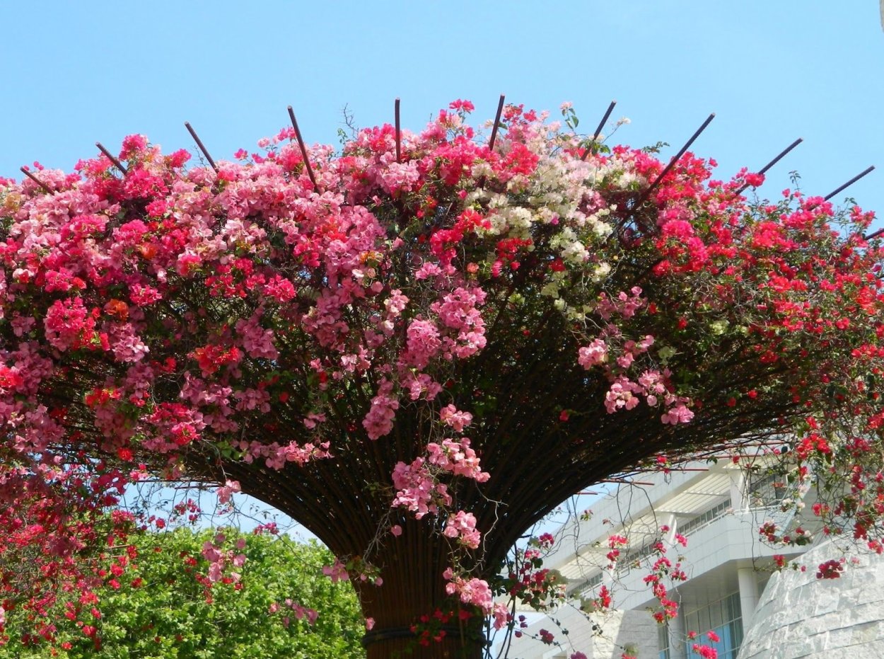 Бугенвиллия Sabina