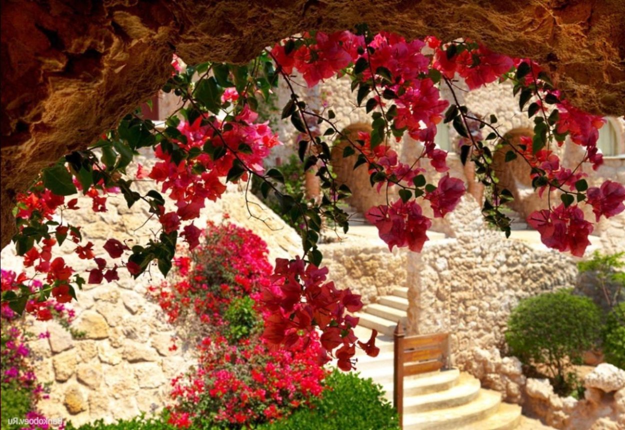 Бугенвиллея Белиз