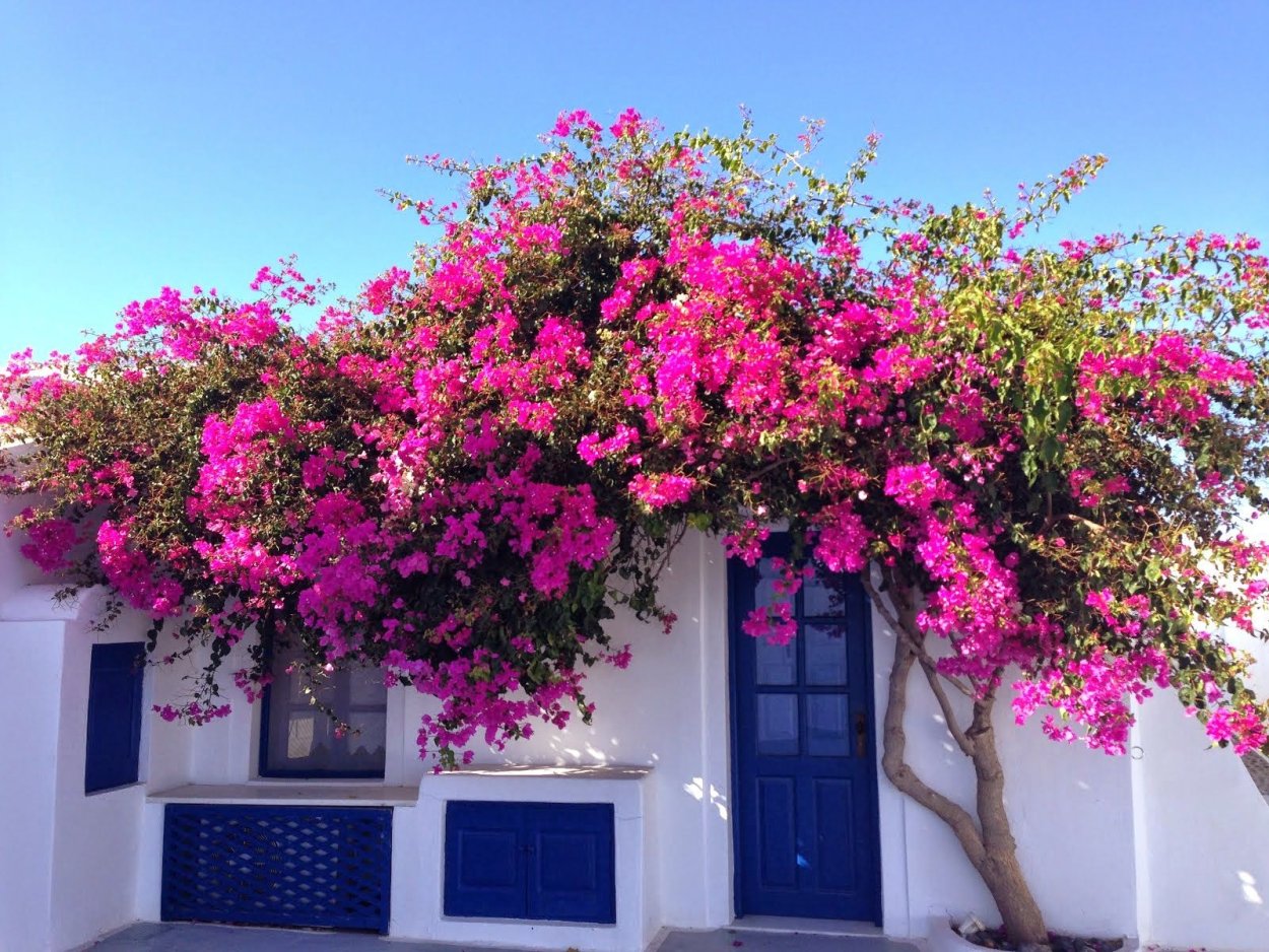 Бугенвиллия на Кипре